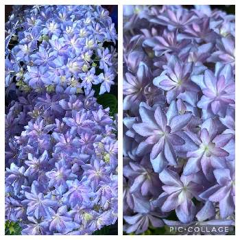 大栄花園の投稿画像一覧 Greensnap グリーンスナップ