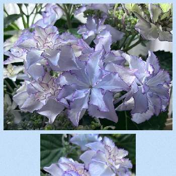 大栄花園の投稿画像一覧 Greensnap グリーンスナップ