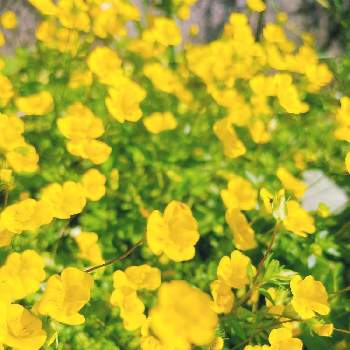 今日は晴れ☀︎*.｡の画像 by Senlenaさん | 小さな庭とメカルドニアと小さなしあわせ♡と今日は晴れ☀︎*.｡と幸せの黄色いお花と美しいとビタミンカラーと爽やかと光のファンタジーと花のある暮らしと爽やかな風と良い香り