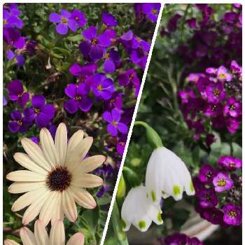 小さいお花が可愛いの画像 by フェリシアさん | 小さな庭と小さいお花が可愛いとGSでの繋がりに感謝とおうち園芸とお迎え2年目と可愛い〜♡と紫の花