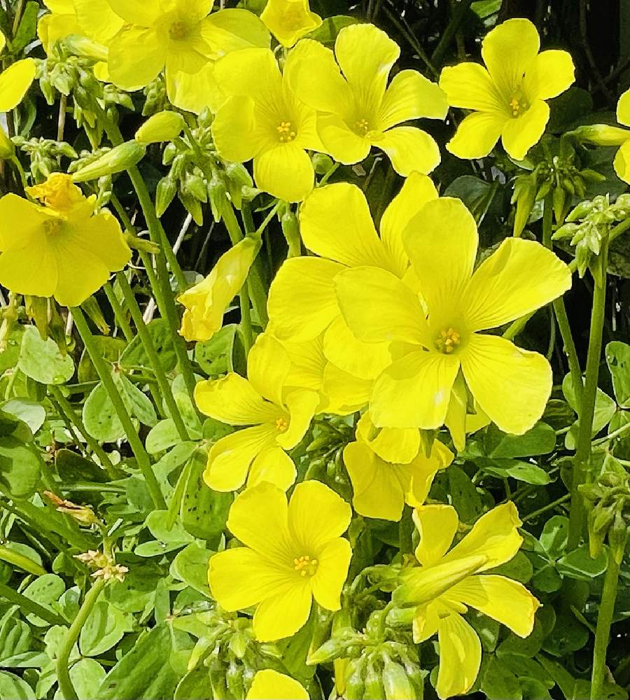 オオキバナカタバミの投稿画像 By レモン茶さん オキザリス ペスカプラエ オオキバナカタバミ と花言葉と今日のお花と散歩小径と幸福の黄色とお出かけ先と 花言葉と今日のお花と散歩小径と幸福の黄色 22月4月5日 Greensnap グリーンスナップ Greensnap