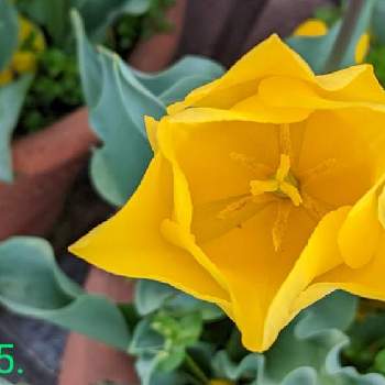 拡大の画像 by もぐjuhさん | お出かけ先と黄色のお花♡とプランターと花色と拡大と葉っぱとお顔がこんにちはとGoogle Pixel5と花いろいろと君も花が好きなのか