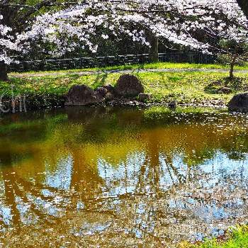水のある風景の画像 by sachiさん | お出かけ先とソメイヨシノとさくら サクラ 桜と最前線のあなたへと負けないで！と残したい風景と小さな希望と桜フォトコン2022とコロナに負けるな！と#最前線のあなたへと水のある風景と希望の輝きと#幸旅と今日の花便りと花のある暮らしと鈴鹿・亀山と鈴鹿フラワーパーク