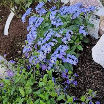 ベロニカ オックスフォードブルーの投稿画像一覧 Greensnap グリーンスナップ