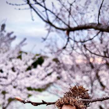 くぬぎのドングリの投稿画像一覧 Greensnap グリーンスナップ