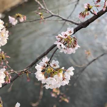 記念樹の画像 by シンさん | 畑と花のある暮らしと記念樹と桜 ソメイヨシノ