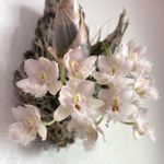 Clowesia Grace Dunnの一覧｜?GreenSnap（グリーンスナップ）