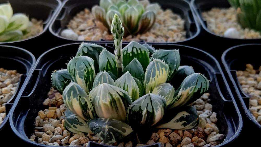 ハオルチア　オブツーサ交配錦　天の川 ハオルチア オブツーサ交配錦 天の川 【公式通販】