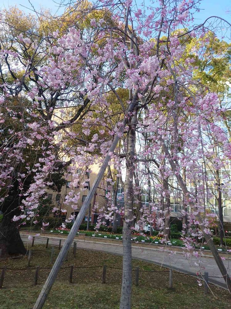 aussiebiancoさんの横浜公園への投稿