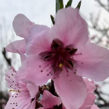 桃の花☆の画像 by k a o ru nさん | 世界平和とグリーンのある暮らしとありがとう❤️と春うらら♡とご安全にーとぽかぽかと桃の花☆と春ですね♪とお疲れさまでしたと花のある暮らし