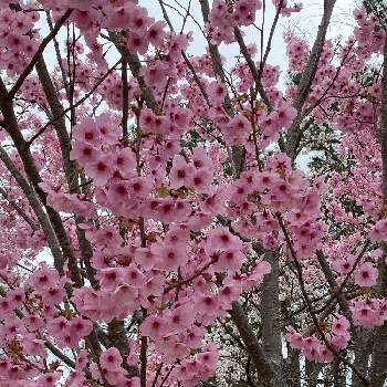 陽光桜の画像 by anさん | お出かけ先と陽光桜とお花見とピンクの花とウクライナに平和をと武器ではなく花を