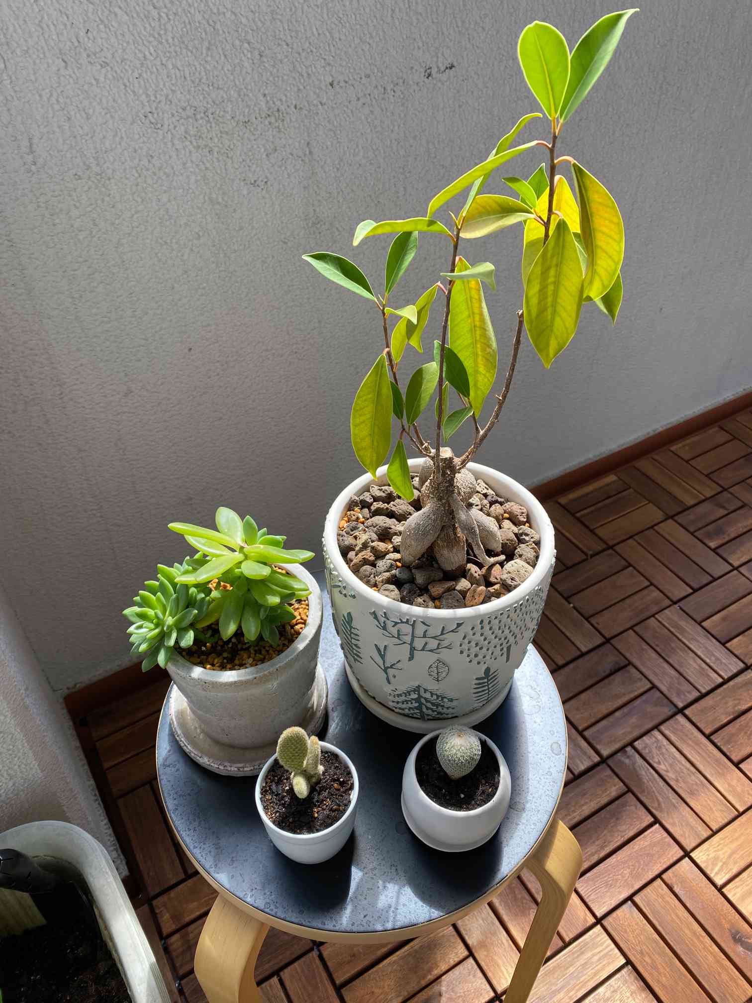 ガジュマルとサボテンたち｜🍀GreenSnap（グリーンスナップ）