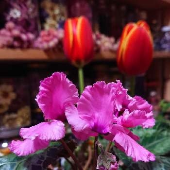 フリフリのお花の画像 by マイフラワーさん | 可愛いお花とシクラメン♡とフリフリのお花とピンクのお花♡と大切なお花
