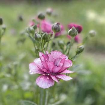 ラナンキュラスラックス ティーバの投稿画像一覧 Greensnap グリーンスナップ