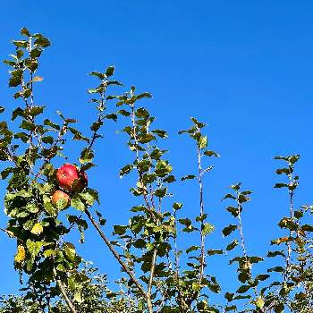 実りの秋の画像 by Juneさん | りんごの木と実りの秋と赤い実❤️と我が家の庭♡