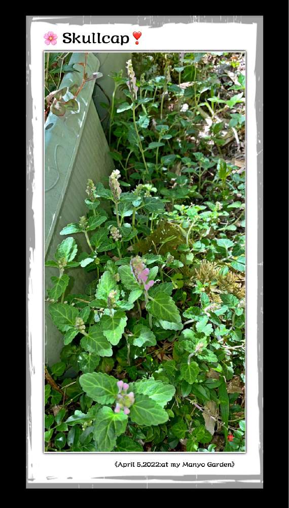 小さな庭の投稿画像 By Kazyanさん タツナミソウ 立浪草 和堂と花言葉シリーズ 和堂と万葉の中庭シリーズ 和堂とタツナミソウ 薬草 和堂とタツナミソウ 立浪草 和堂と花言葉シリーズ 和堂と万葉の中庭シリーズ 和堂とタツナミソウ 薬草 和堂 22月4月6日 Greensnap