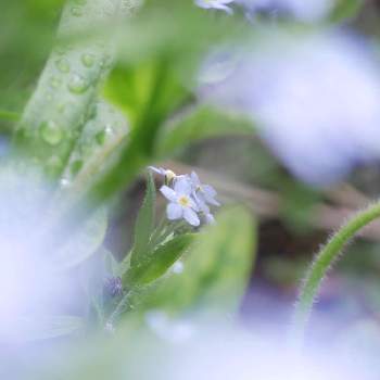 水曜水分の画像 by 由美子さん | 小さな庭とワスレナグサとLUMIX gf7とローカルカメラマンかな？！（笑）とF4.5とミラーレス一眼と青い花マニアと水曜水分とパナライカ45mm