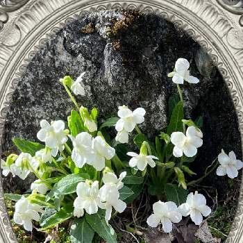 加工アプリ使用の画像 by ひみつのアッコちゃんさん | お出かけ先と白花野路菫と可愛い花と花のある生活と美しい花と元気な花と加工アプリ使用と大好きな花と花を見る喜びと私のお気に入りと地植えの花と春を告げる花