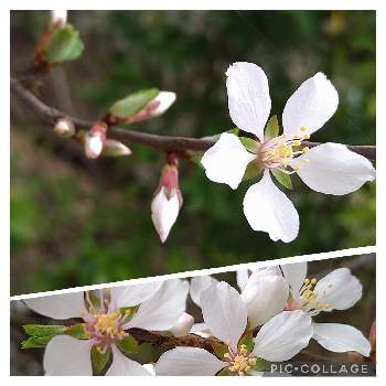 ユスラウメ,ユスラウメの花,ユスラウメ✽,ユスラウメ☆,山桜桃の花の画像