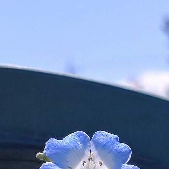 空色の花の投稿画像一覧 Greensnap グリーンスナップ