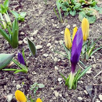 クロッカスの花の画像 by サリーワンさん | 小さな庭とクロッカスの花とクロッカス♡