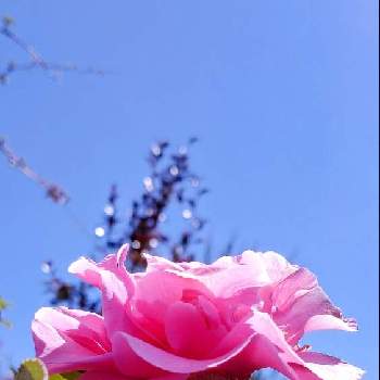 空色の花の投稿画像一覧 Greensnap グリーンスナップ