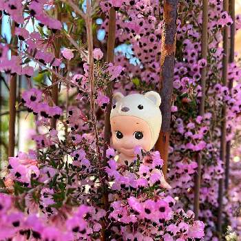 エリカ  ピンクの画像 by Chopin(ショパン)さん | エリカとジャノメエリカと乙女ピンクとシロクマの日と春はキュン♡な季節...とアイアンとソニーエンジェルと花のある生活とジャノメエリカ。とピンク大好きとオベリスクとエリカ  ピンクと美しいとピンクと小花と濃いめ投稿と花のある暮らしとかわいいと被災地にエールを…。と小花好きとキュンなspring❁⃘*.ﾟ