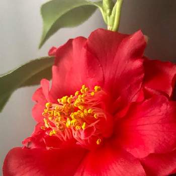 椿の花。の画像 by 花土葉さん | 窓辺と今日も笑顔で♡と今日も一日頑張ってと嬉しいとおはようと美しいと赤い花と椿の花。
