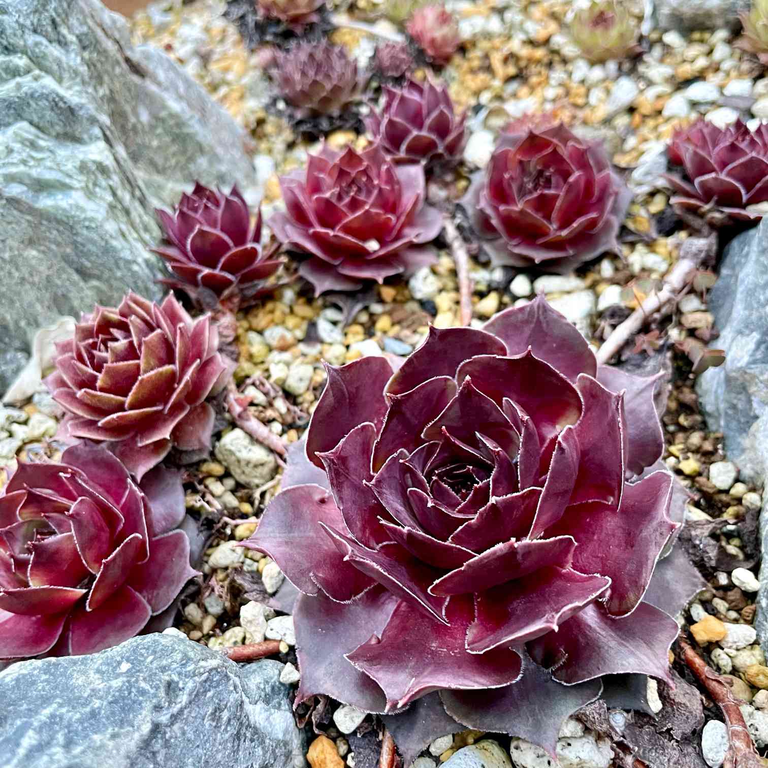 センペルビウム ミズリーローズの一覧｜🍀GreenSnap（グリーンスナップ）