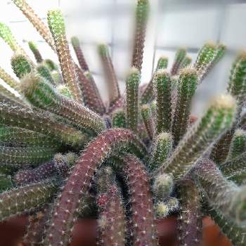 ヒモサボテンの投稿画像一覧 Greensnap グリーンスナップ