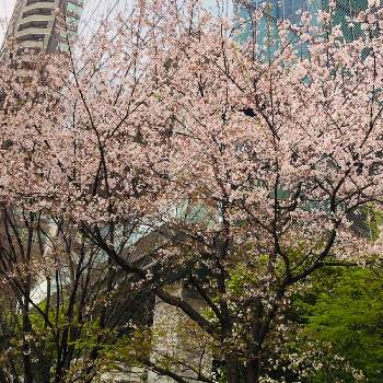六本木の画像 by manabeさん | お出かけ先とさくら サクラ 桜と春のお花とバラ科と六本木と息子からの写メ
