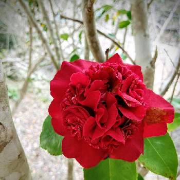 南蛮紅  椿の画像 by ロミさん | 散歩と獅子咲きとツバキ属と南蛮紅  椿