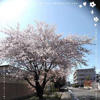ソメイヨシノ❀の画像 by えみ☆さん | お出かけ先とはるちゃんの店とよい 1日をと❤️桜リレー♬とわんこのいる生活とお花部と感謝♡とソメイヨシノ❀