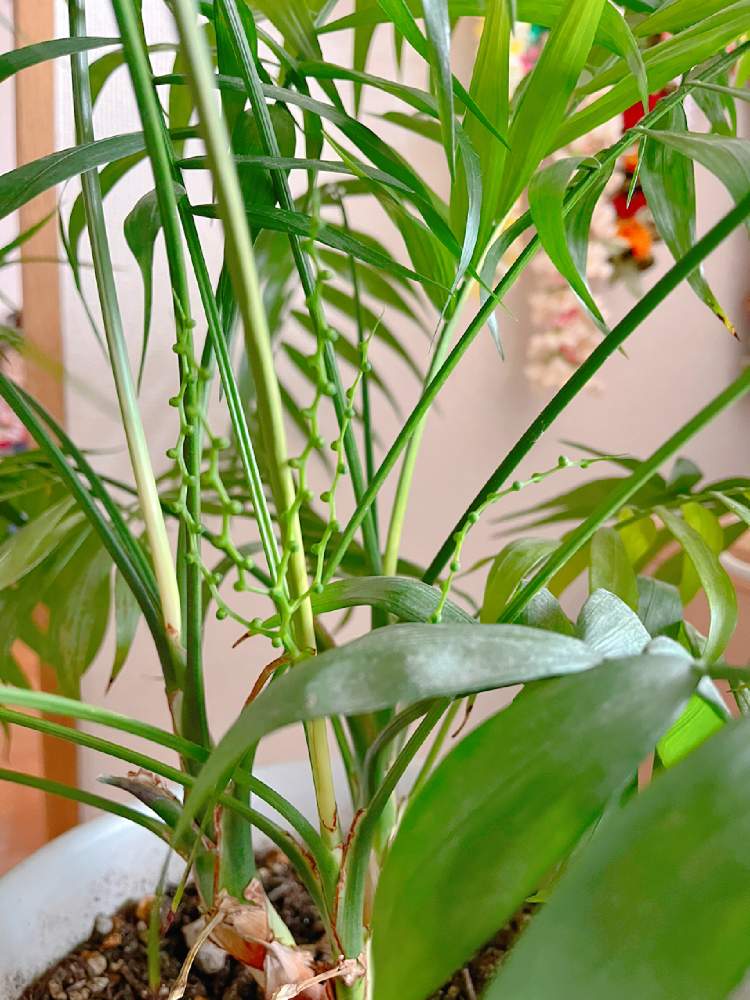 テーブルヤシの投稿画像 By Cocoさん 部屋と初心者ですと観葉植物と テーブルヤシとダイソーとテーブルヤシの花と テーブルヤシ とリビング窓辺とインテリアグリーンと初心者ですと観葉植物と テーブルヤシとダイソーとテーブルヤシの花と テーブルヤシとリビング窓辺と