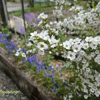 お庭づくりの画像 by サクラソウさん | ムスカリとユキヤナギと春のお花と手作りの庭とナチュラルガーデンとお花に癒されてとガーデニングとお庭づくりと白い花