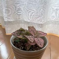 ヒポエステスの育て方 ハイドロカルチャーでも育てられるの Greensnap グリーンスナップ