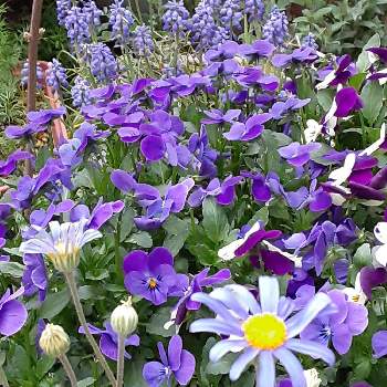 紫・むらさき・バイオレットの画像 by デルフィニウムさん | バルコニー/ベランダとビオラ・パンジーと ムスカリとコロナに負けるな！とブルーデージー♪と春ですね♪と花いろいろと紫・むらさき・バイオレットと大好きな花とかわいいと綺麗な色