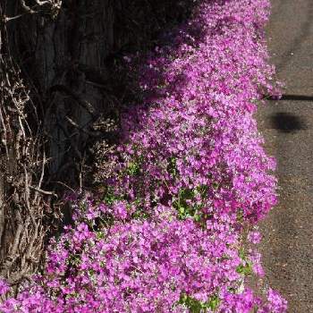 鮮やかなの画像 by BLANKAさん | お出かけ先とプリムラ・マラコイデス と鮮やかなとピンクの花とお散歩道と可愛い花と花のある暮らし