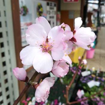 実がなる木の画像 by ナカツタヤガーデンストリートさん | 花木と実がなる木と春の風景