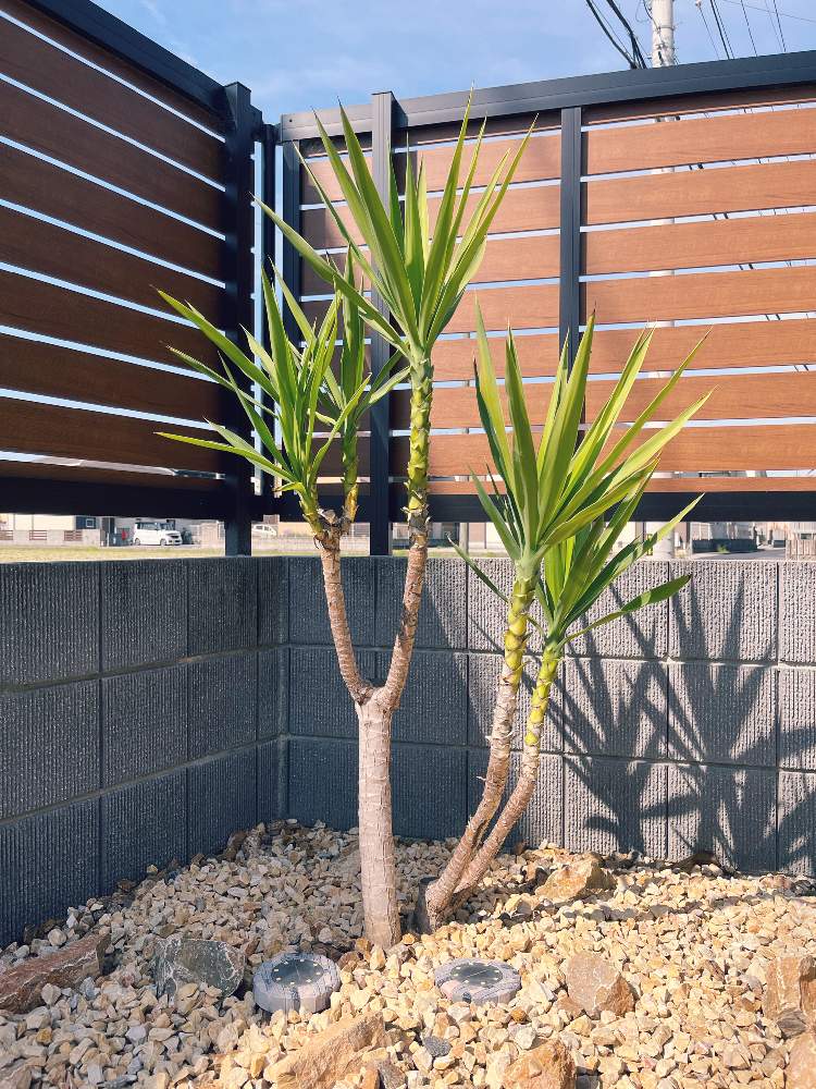 ユッカエレファンティペスの投稿画像 By ピーナッツ師匠さん 小さな庭とおうち園芸と記録と成長記録と元気に育ててますよと地植えとうどん県人会とおうち園芸と記録と成長記録と元気に育ててますよと地植えとうどん県人会 22月4月6日 Greensnap グリーンスナップ