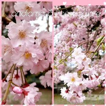 くまるお祝いの画像 by くまるさん | お出かけ先とさくら サクラ 桜とyu ＆ゆうクラブとみんな元気で！と㊗️ゆめ☆さん1000picとピンク！ピンク！ピンク！とチーム・ブルーNo114.とNo  more warとウキウキわくわく♪と桜フォトコン2022と楽しく元気に頑張ろうとゆるくたのしくと桜(さくら)リレーとピンクワールドへ ようこそと❤️桜リレー♬と平和を願うとくまるお祝いと繋がりに感謝✨と多様性を愛する会
