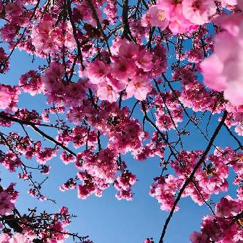 春の花木の画像 by みちさん | お出かけ先と春の花木とお花が可愛いと桜の花♡とピンクの花♡とお花は癒し