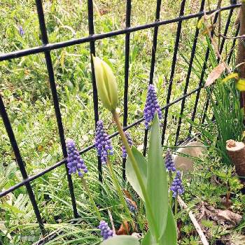 素敵なガーデンの画像 by りぼんさん | 小さな庭とムスカリと紫の花と花のある暮らしと素敵なガーデンと可愛いはな