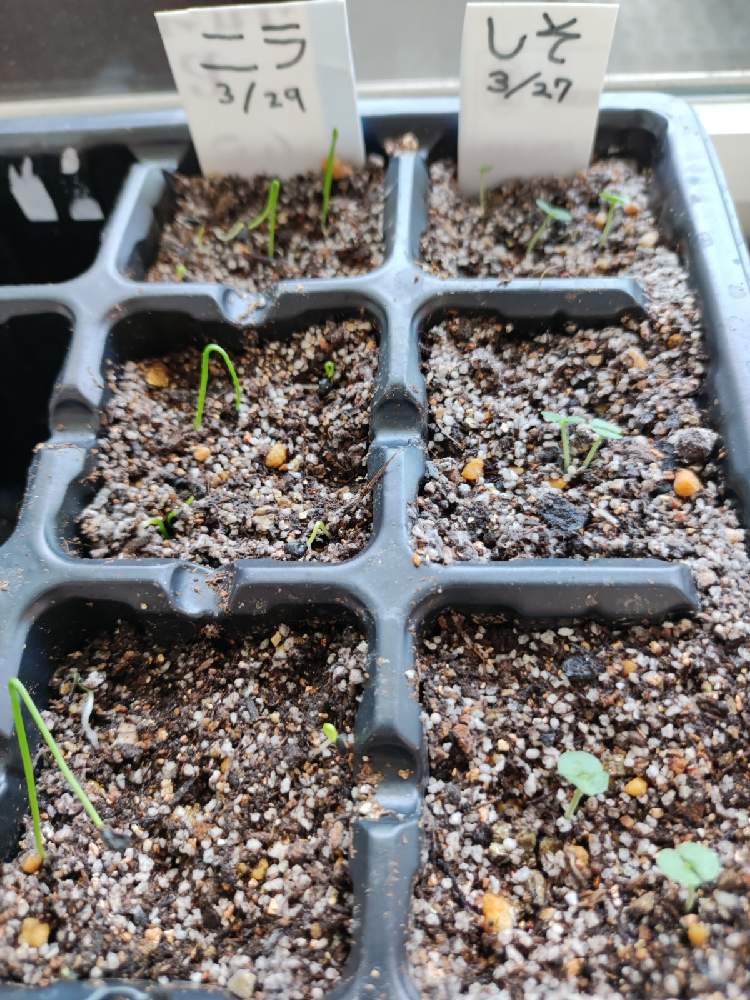 ニラの投稿画像 By 彩空さん しそと窓辺とプランター菜園とメンドリ催芽方とお野菜とプランター野菜と種からとプランター菜園とメンドリ催芽方とお野菜と プランター野菜と種から 22月4月6日 Greensnap グリーンスナップ Greensnap グリーンスナップ