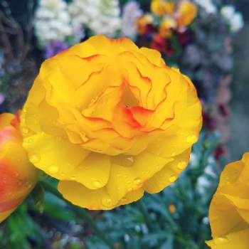 きいろい花の画像 by miuさん | 小さな庭とラナンキュラスときいろい花とおうち園芸とおひとりさまときれいな色とかわいい