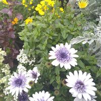 ガザニア,リナリア,カルセオラリア,コプロスマコーヒー,オステオスペルマム ダブルファンの画像