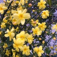 黄梅,ガーデニング,花のある暮らし,黄色の花,小さな庭の画像