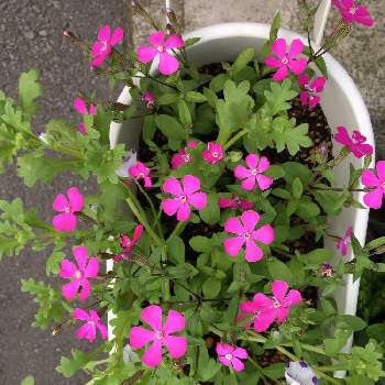 ツルコザクラの花の投稿画像一覧 Greensnap グリーンスナップ