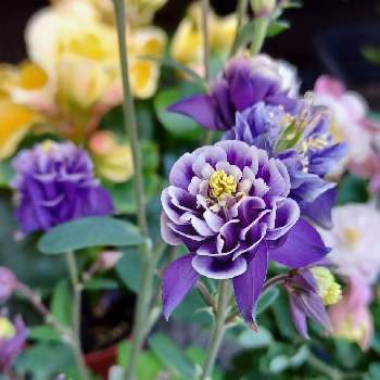 西洋オダマキウィンキーダブルの画像 by shinさん | 西洋オダマキウィンキーダブルと4月と八重咲きと卯月と紫の花