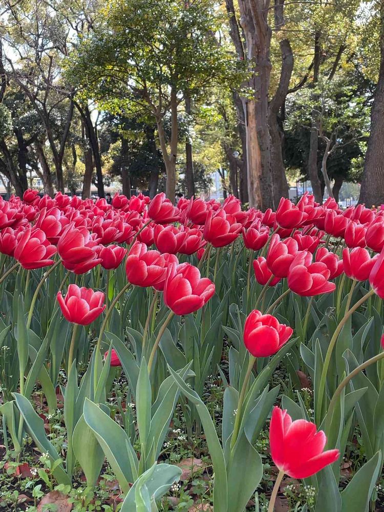 ららこさんの横浜公園への投稿